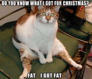 fat-cat-at-christmas